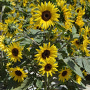 Chihuahua Dwarf Ornamental Sunflower Seeds, 3g