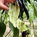 Zilongjiao No.1 Chili Seeds, 10 Seeds