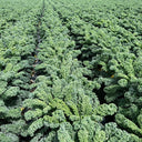 Firenze Kale, 100 Seeds