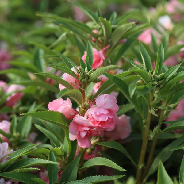 Pink Garden Balsam Double Flower Seeds, 100 Seeds