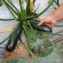 'Black Empress' Zucchini Seeds, 10 Seeds