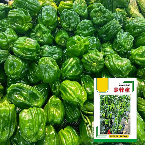 Spicy Chili Pepper Seeds, 1000 Seeds