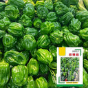 Spicy Chili Pepper Seeds, 1000 Seeds