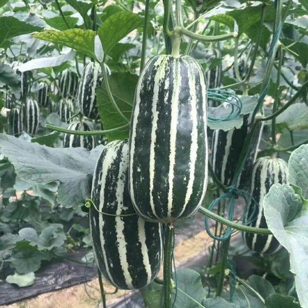 Feitian No.9 Hybrid Sweet Melon Seeds, 20 Seeds