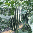 Feitian No.9 Hybrid Sweet Melon Seeds, 20 Seeds