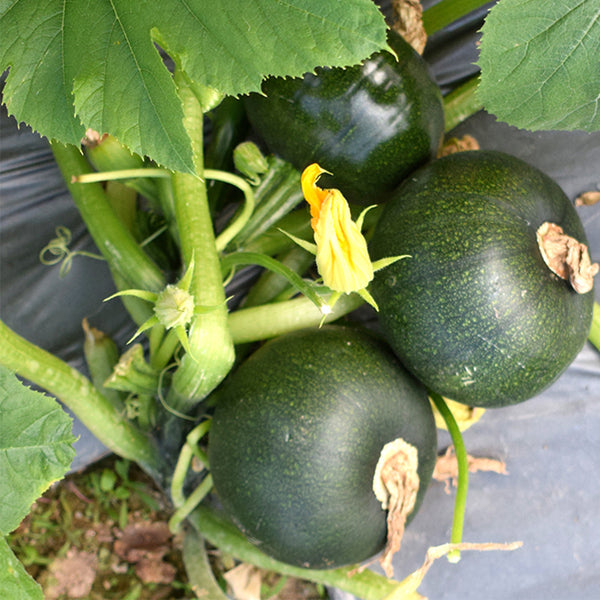 Shengfeng Dark Jade Zucchini Seeds, 10g