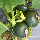 Shengfeng Dark Jade Zucchini Seeds, 10g