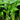 Thai Large Leaf Water Spinach Seeds, 10g