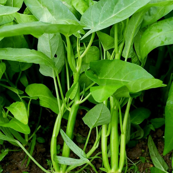Thai Large Leaf Water Spinach Seeds, 10g