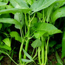 Thai Large Leaf Water Spinach Seeds, 10g