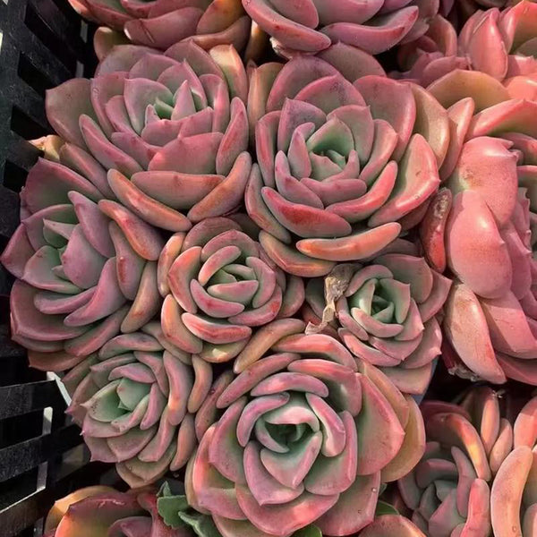 Echeveria 'Noble', 3pcs x 1-head