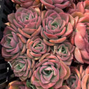Echeveria 'Noble', 3pcs x 1-head