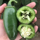 Jintai Hongjiao Chili Seeds, 1g
