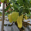 Cream Fruit Sweet Pepper, 50 Seeds