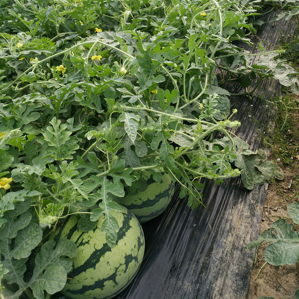 Meijia 84-24 Hybrid Watermelon, 30 Seeds