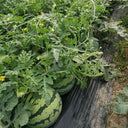 Meijia 84-24 Hybrid Watermelon, 30 Seeds