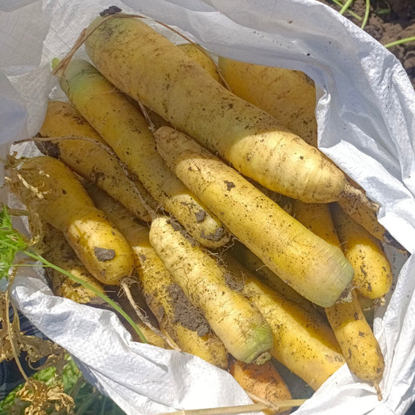 Qitou Yellow Carrot Seeds, 5g