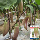 'Yu Zhusiqie 881' Hybrid Eggplant Seeds, 8g