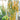 1021 Wild Tiny Yellow Pear Tomato, 5 Seeds
