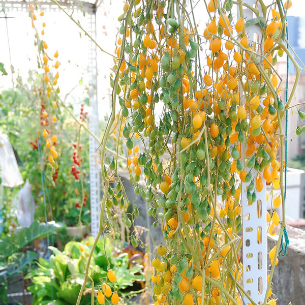 1021 Wild Tiny Yellow Pear Tomato, 5 Seeds