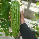 'Xinjinxiu No.12' Bitter Melon, 50 Seeds