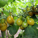 823 Green Pear Tomato, 5 Seeds