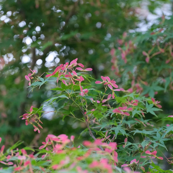 Shallow Lobed Green Leaf Japanese Maple, 100 Seeds