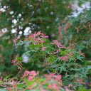 Shallow Lobed Green Leaf Japanese Maple, 100 Seeds