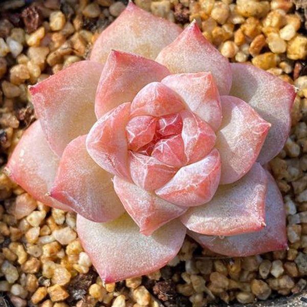 Echeveria cv. 'Pink Diamond', 2pcs x 1-head