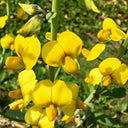 Sunn Hemp, 2000 Seeds