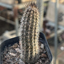 Setiechinopsis mirabilis, 4-5cm