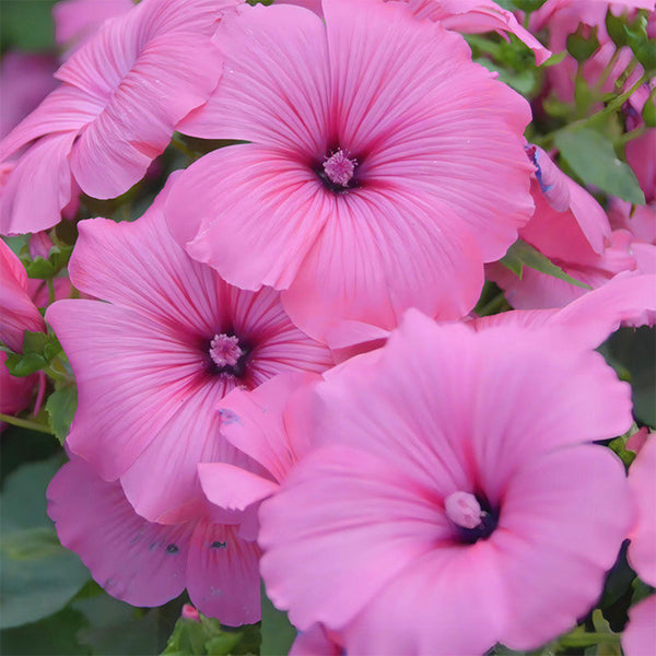 Hezhichun Rose Mallow Seeds, 1g