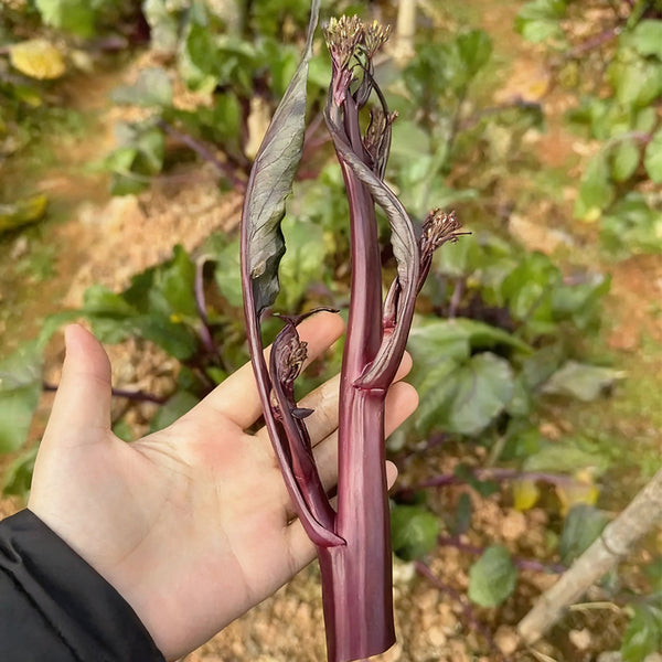 'Hongxiu 58' Flowering Stalk Seeds, 5g