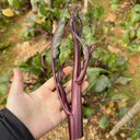 'Hongxiu 58' Flowering Stalk Seeds, 5g