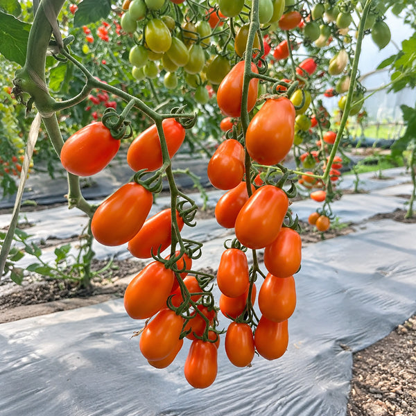 W1311 Chengduoduo F1 Orange Grape Tomato, 5 Seeds
