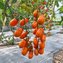 W1311 Chengduoduo F1 Orange Grape Tomato, 5 Seeds