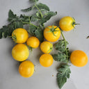 751 Rabbit Jump Tomato, 3 Seeds