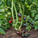 153 Ugolyok Tomato, 5 Seeds