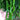 Spiral Spicy Line Pepper Seeds, 0.5g