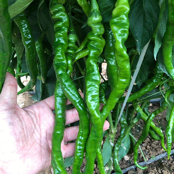Spiral Spicy Line Pepper Seeds, 0.5g