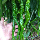 Spiral Spicy Line Pepper Seeds, 0.5g