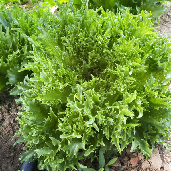 Chrysanthemum Salad Lettuce Seeds, 1g