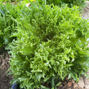 Chrysanthemum Salad Lettuce Seeds, 1g