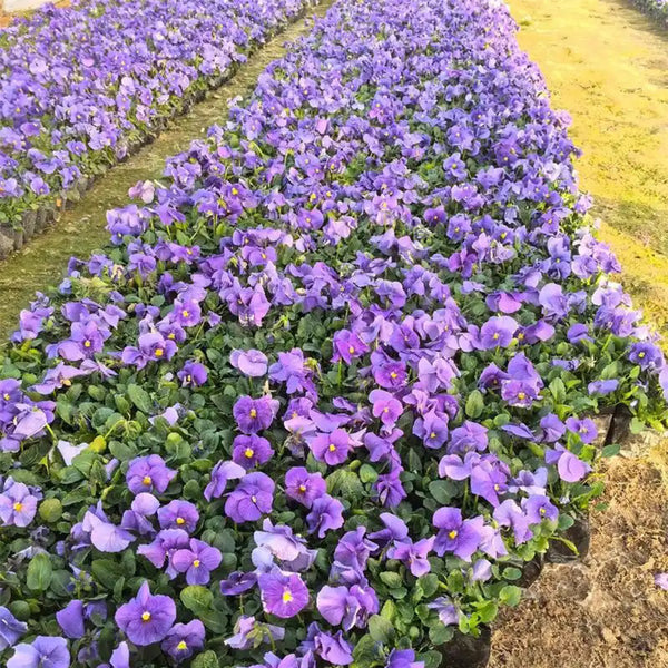 Hezhichun Pansy 'Azure Skies', 30 Seeds