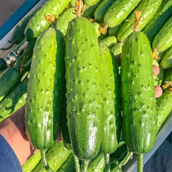 'Cuimei 188' Mini Cucumber, 100 Seeds
