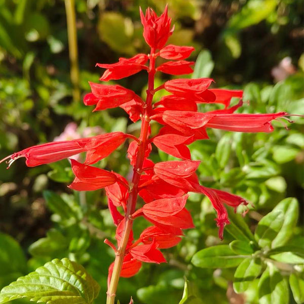 Hezhichun Scarlet Sage, 50 Seeds