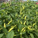 Yanjiao 528 Facing Heaven Pepper Seeds, 0.5g