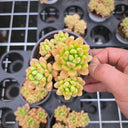 Echeveria cv. 'Shangri-La', 3pcs x 1-head