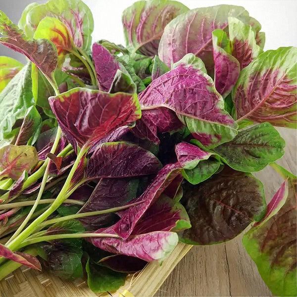 Xishuai Red Amaranth Seeds, 5g
