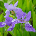 Blue Butterfly Iris, 100 Seeds